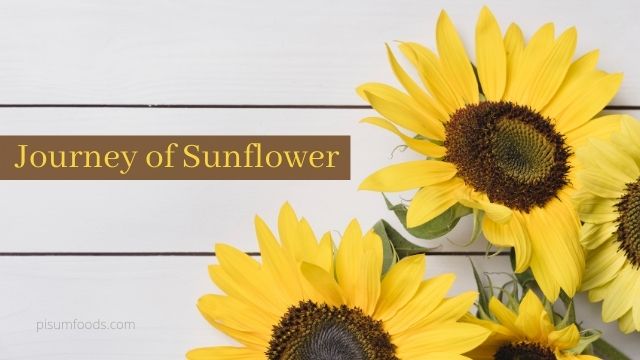 Journey of Sunflower